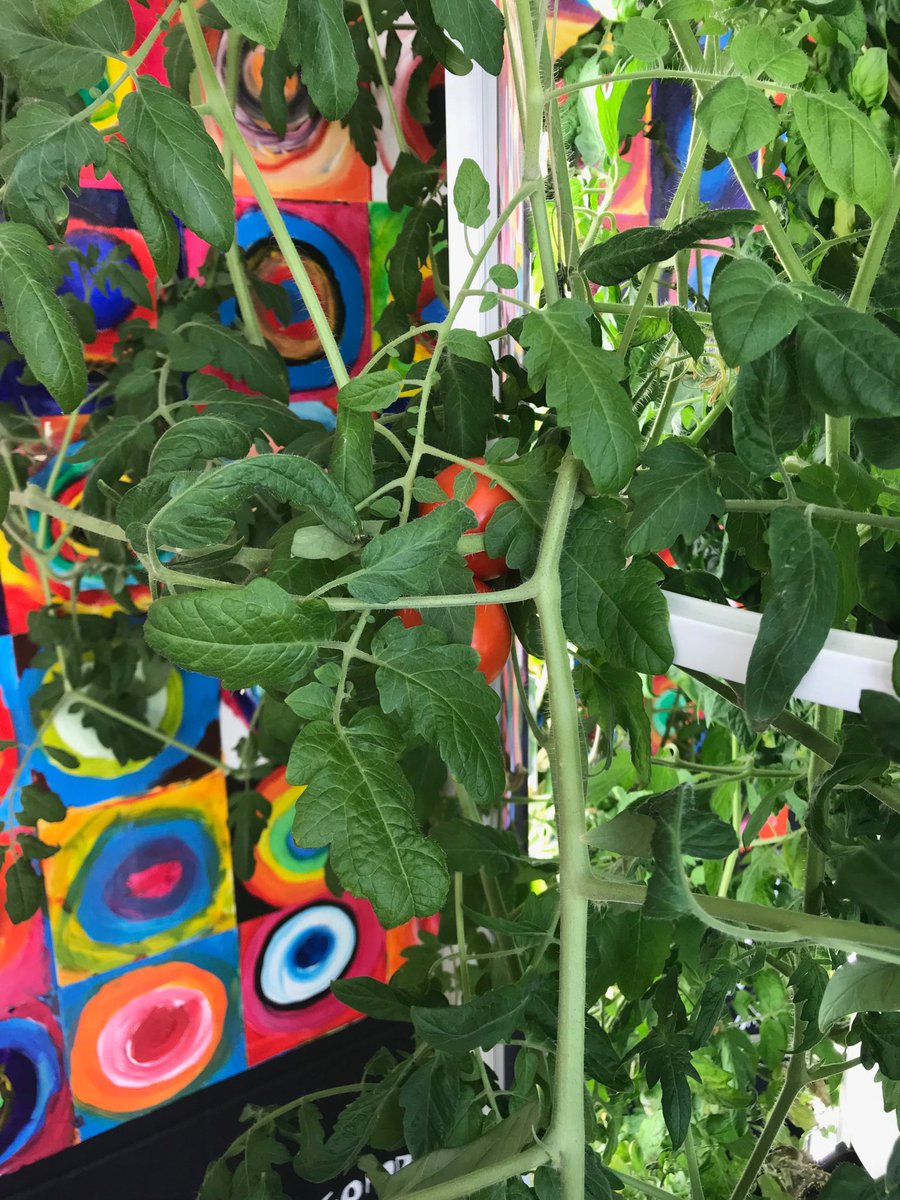 joeceste's tweet photo. Our tower garden is showing signs of healthy growth. #tomatoe #ECSDfaithinspires https://t.co/HOFbZ5Ua1M