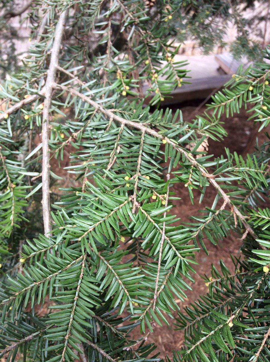 TreeTaggr_HB's tweet photo. @treetaggr #species=eastern_hemlock spring hemlock cones! https://t.co/llGnTmdKN7