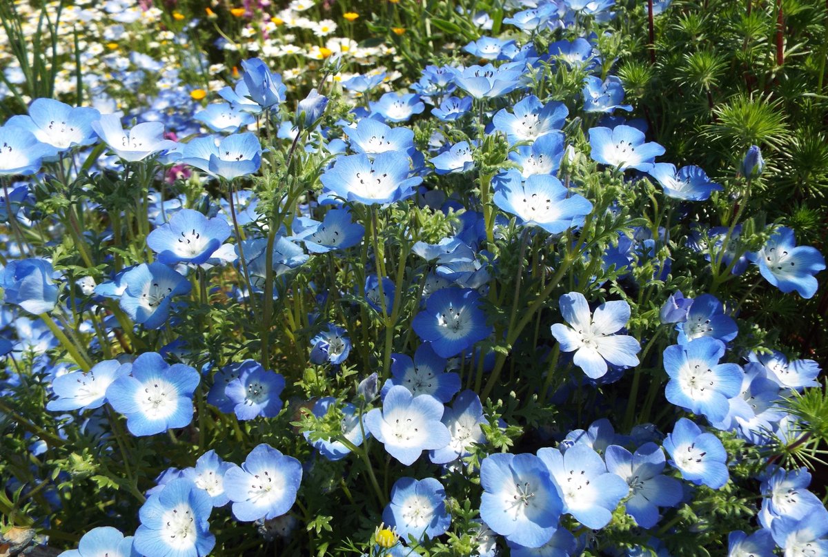 いりちゃん 花と月に魅せられて No Twitter おはようございます きょう4月7日の誕生花はニゲラ 花言葉 夢を抱く 不屈の精神 とまどい ひそかな喜び 未来 やネモフィラ 花言葉 清々しい心 荘厳 初恋 可憐 私はあなたを許す だそうです きょう