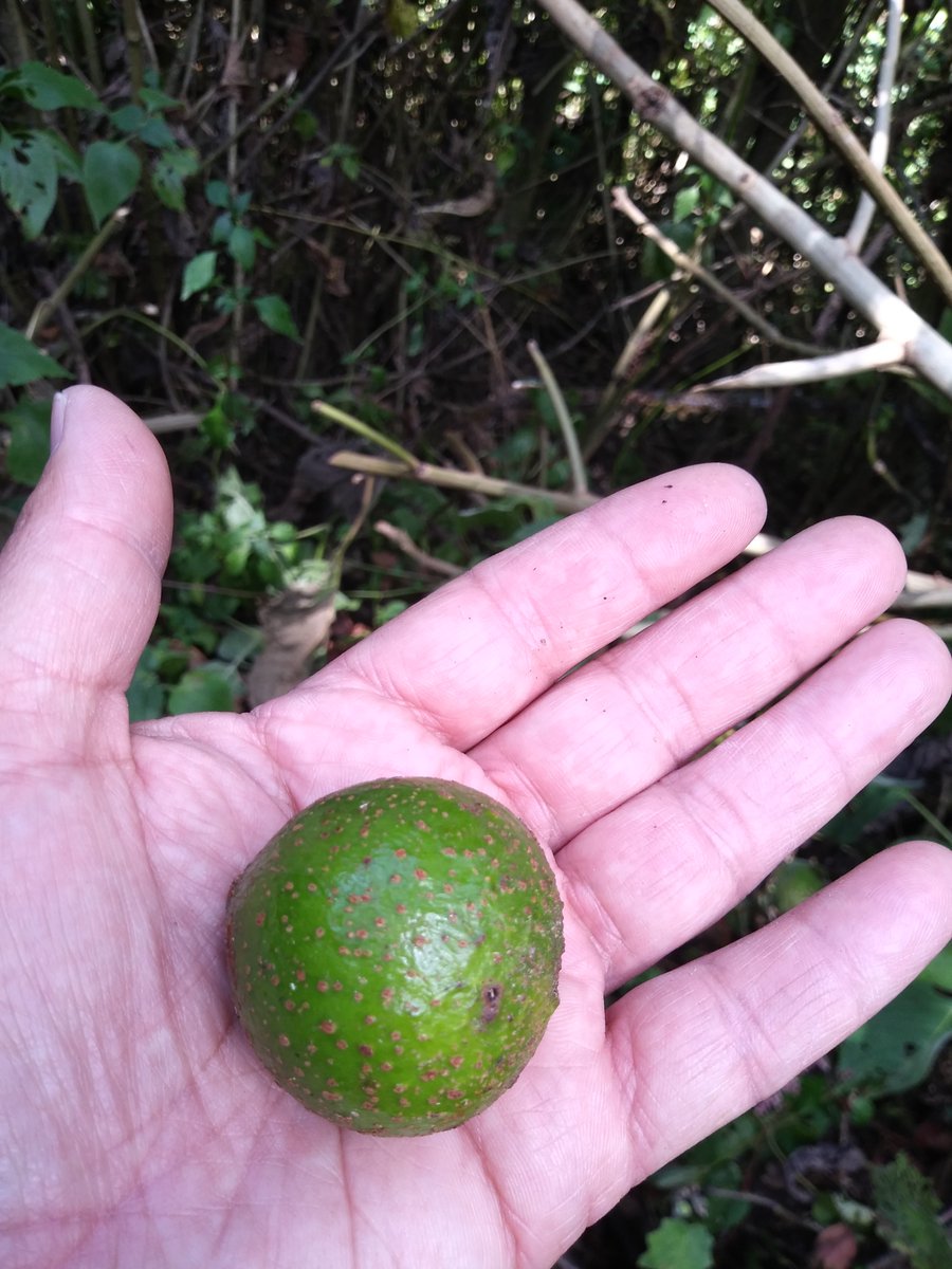cambridgemabuzz's tweet photo. Last month we conducted a bird monitoring transect in Totonicapán, #Guatemala. Among others, we saw Pink-headed Warblers, classified as Vulnerable, because of #habitat loss. One more reason to help us conserve and restore this forest. #48Cantones https://t.co/nuu1wtHm3z https://t.co/j7Fn0VgC7V