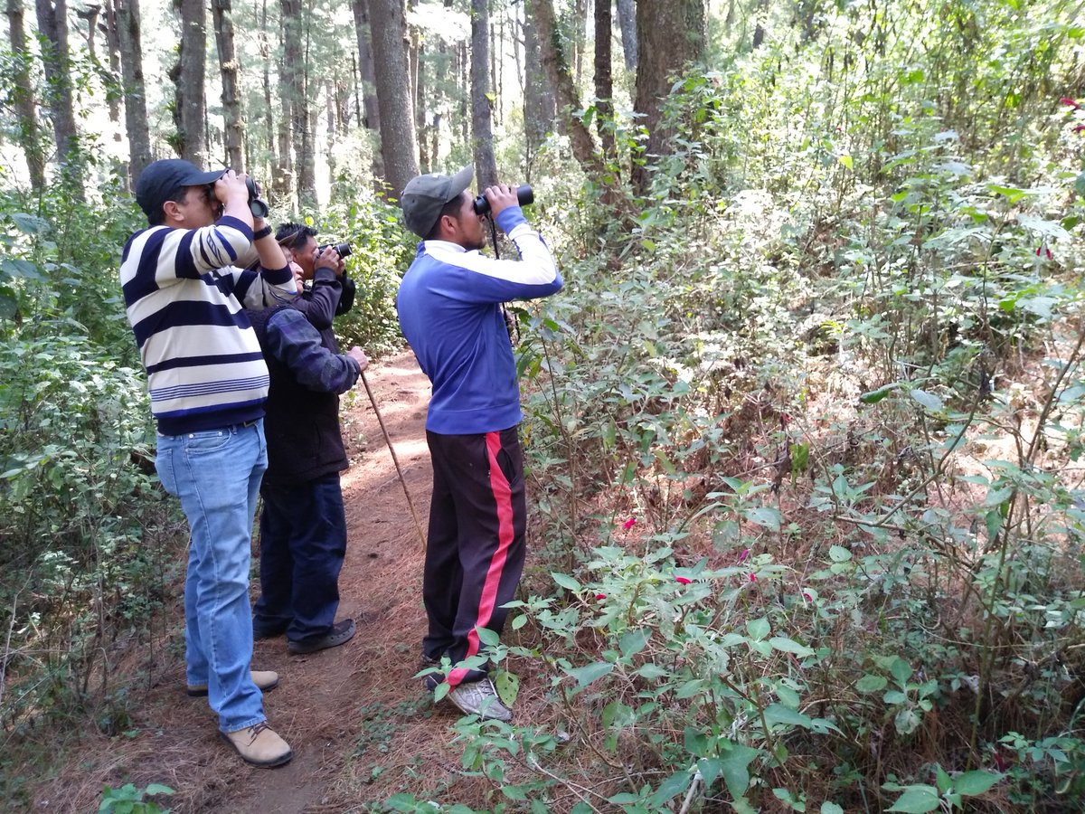cambridgemabuzz's tweet photo. Last month we conducted a bird monitoring transect in Totonicapán, #Guatemala. Among others, we saw Pink-headed Warblers, classified as Vulnerable, because of #habitat loss. One more reason to help us conserve and restore this forest. #48Cantones https://t.co/nuu1wtHm3z https://t.co/j7Fn0VgC7V