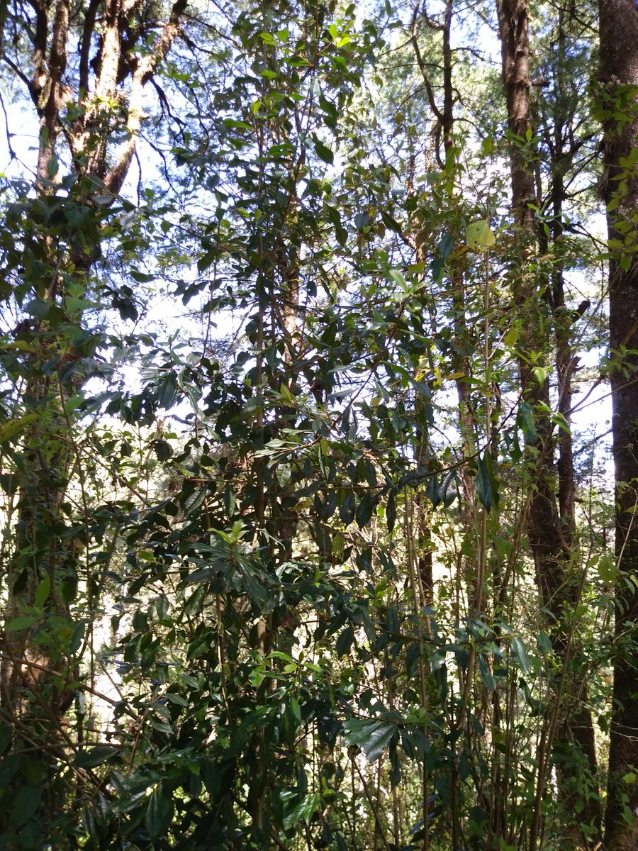 cambridgemabuzz's tweet photo. Last month we conducted a bird monitoring transect in Totonicapán, #Guatemala. Among others, we saw Pink-headed Warblers, classified as Vulnerable, because of #habitat loss. One more reason to help us conserve and restore this forest. #48Cantones https://t.co/nuu1wtHm3z https://t.co/j7Fn0VgC7V