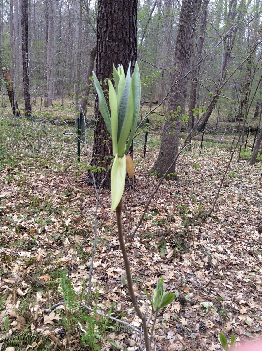TreeTaggr_HB's tweet photo. @treetaggr #species=umbrella_magnolia https://t.co/BFBFE6BzWl