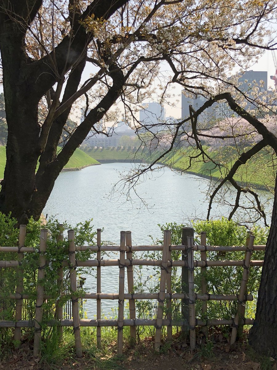 mvachani's tweet photo. When you leave a beautiful place you carry it with you wherever you go ♥️🌸🇯🇵#TokyoTravels #CherryBlossomSeason #ImperialPalace #HappinessIsSimple #BeautyAtItsBest #SpringVibes #PicturesqueViews #BucketList✔️ https://t.co/OggZwylnL0