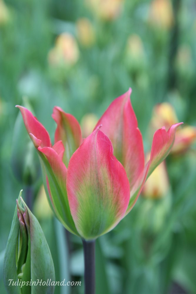 Beautiful tulip with a typical Dutch name: Karel 

#travel to the #tulipsinholland spring 2018 bit.ly/1A2EM7x