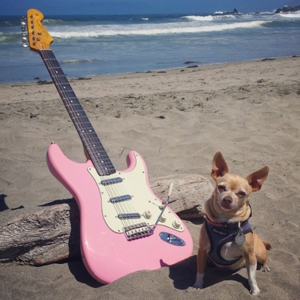 KevyNova's tweet photo. @Fender Here's my Little Girl hanging on the beach with my pink Strat. She really likes Surf Music. #NationalPetMonth #FenderPets https://t.co/fdFFxyotB4