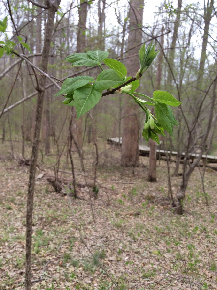 TreeTaggr_HB's tweet photo. @treetaggr #species=bladdernut https://t.co/o8FtbdhGoh