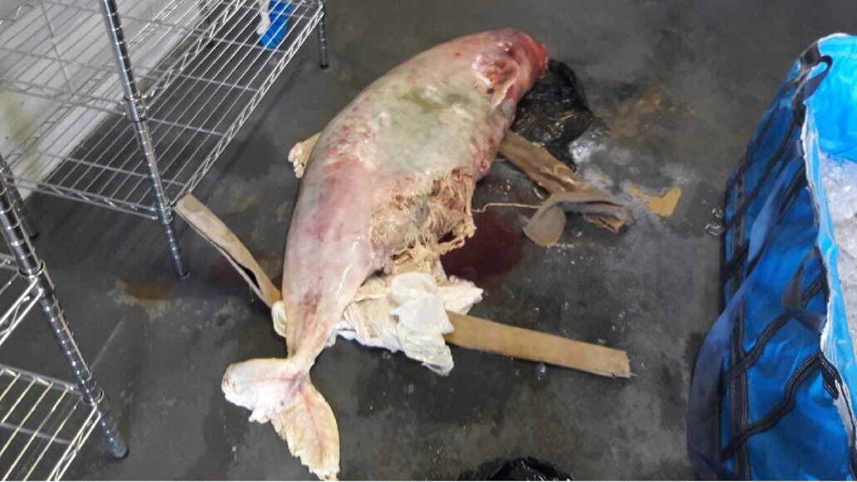 Quad_Finn's tweet photo. BREAKING: A Critically Endangered Vaquita Porpoise has been found dead in Baja California. Even worse, this Vaquita was an adult female. A necropsy revealed the porpoise had drowned after becoming entangled in a gillnet. There now may be fewer than a dozen Vaquitas remaining. https://t.co/owP9zagdPK