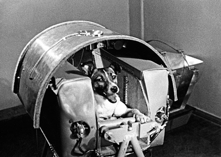 SpaceUssr's tweet photo. Laika just successfully orbited the earth!😍 #spacepup #keepup @USASpaceRace https://t.co/e6pqTXVx1o