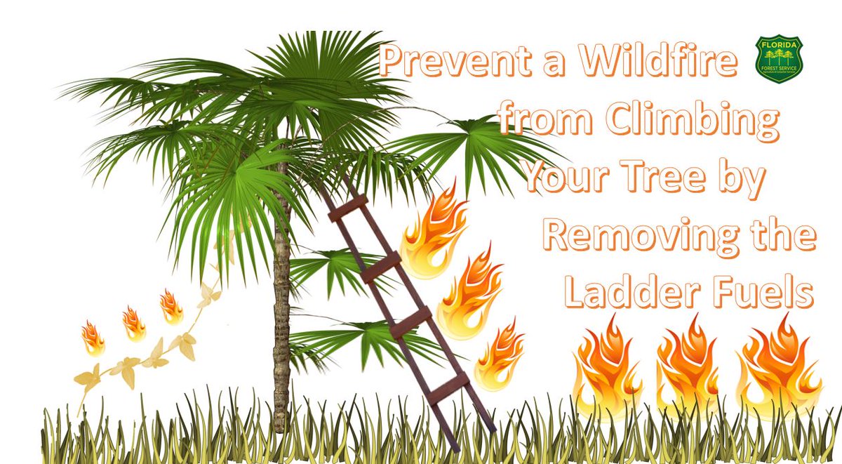 Florida Forest Service You Can Prevent A Wildfire From Climbing Up The Tree By Removing The Ladder Fuels Trim Lower Branches On Tall Trees Remove Vines From Trees Keep Florida Forest Service You Can Prevent A Wildfire From Climbing Up The Tree By Removing The Ladder Fuels Trim Lower Branches On Tall Trees Remove Vines From Trees Keep