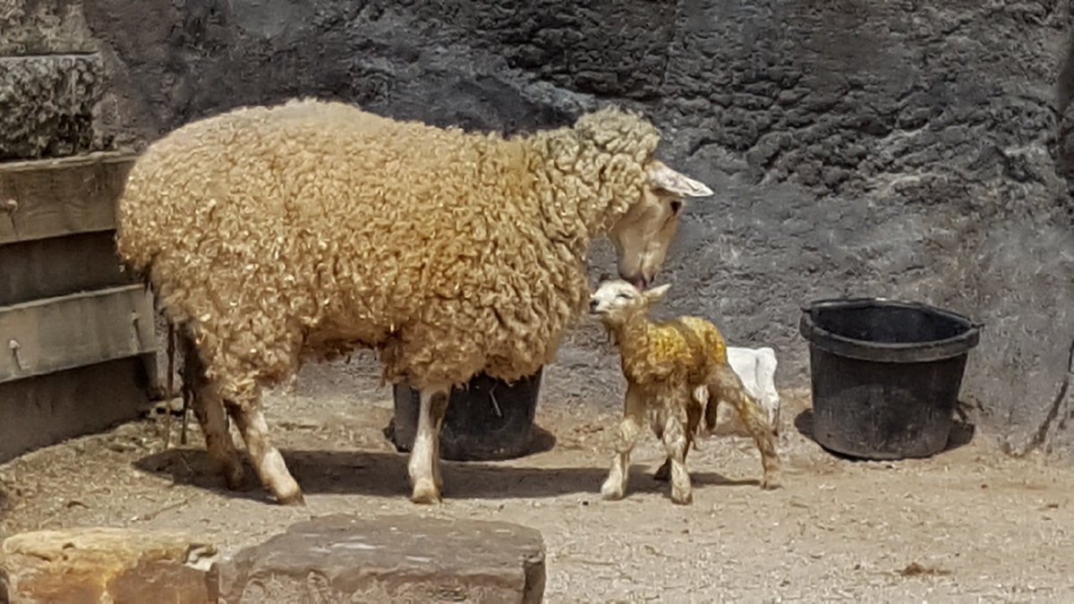 Weather-wise, this April may be coming in more like a lion than a lamb, but at the Children’s Zoo, it’s coming in with a little lamb! Today visitors at the Children’s Zoo noticed a new resident make a grand appearance at 11:30 a.m. The lamb, Bogo, was born to mother, Buttercup.