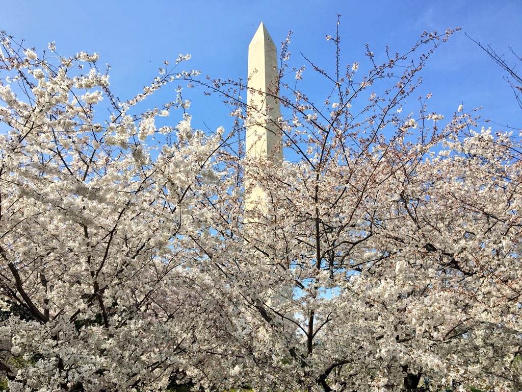 ワシントンdcの桜 Twitter Search Twitter