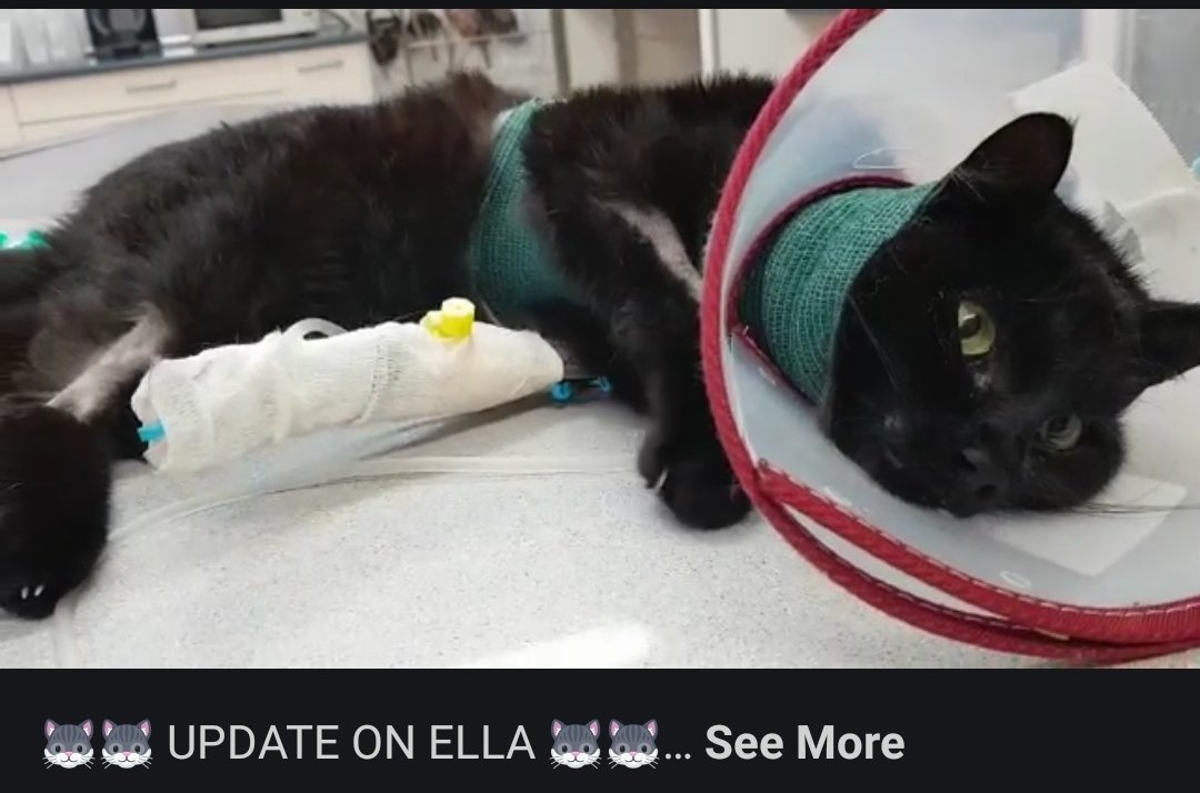 MirandaPearce's tweet photo. https://t.co/okke8x5SRJ
#Shot by a member of the public when her colony was targeted in #puertopollensa #Mallorca please can you share to raise awareness of this cruelty and help fund her recovery. Sadly other #cats also targeted. @TOTNMallorca @PtoPollensaCom @MajorcaDaily https://t.co/Fn41rEpEho
