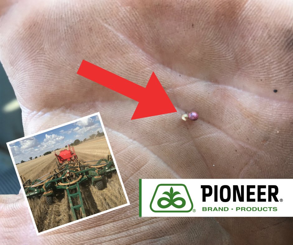 pioneerseedsau's tweet image. Taking advantage of the unique phenology of 45Y91 CL and early moisture at #Marrar NSW, sown 4/4/18, sprouted in two days.  Look forward to watching the progress of this paddock this season.