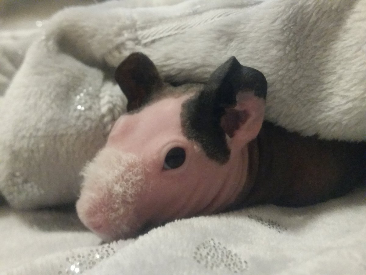 Penkridgecavies's tweet image. 🐽❤Skinny cuddles❤🐽