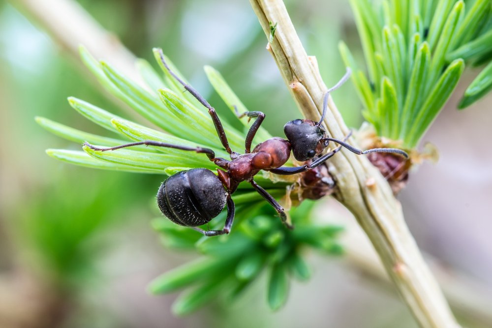 Colonies117's tweet image. Know the relationship between ant and tree.
#Ants #AntFarms #AntFarmsforsale
buff.ly/2GCGRlZ