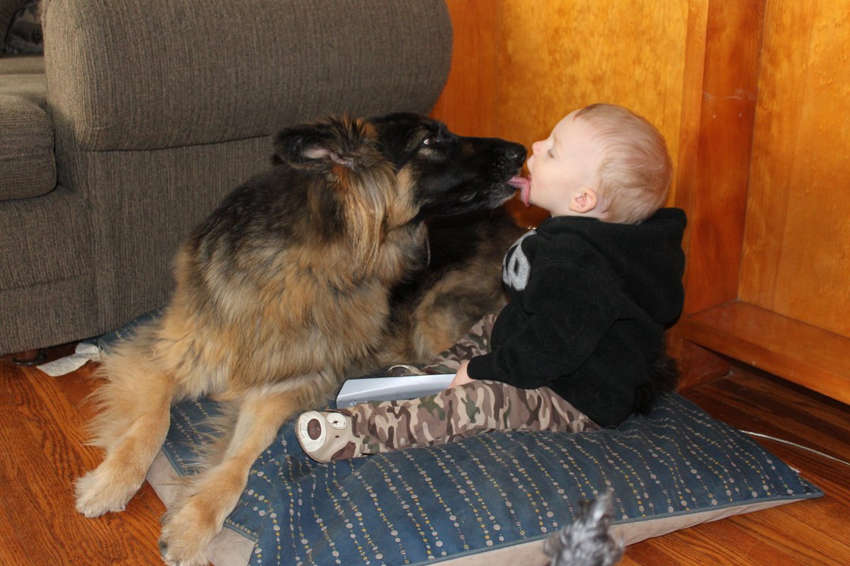 davinalytle's tweet photo. @richardjones78 @DoodlepipAd @polls_fr_you Thank you - they were amazing & they were so good with the grandchildren. This picture was taken when Xena was 3 & our first grandchild was just over a year. I LOVE this picture! #StrollingDownMemoryLane https://t.co/dpK8Qb9ezg