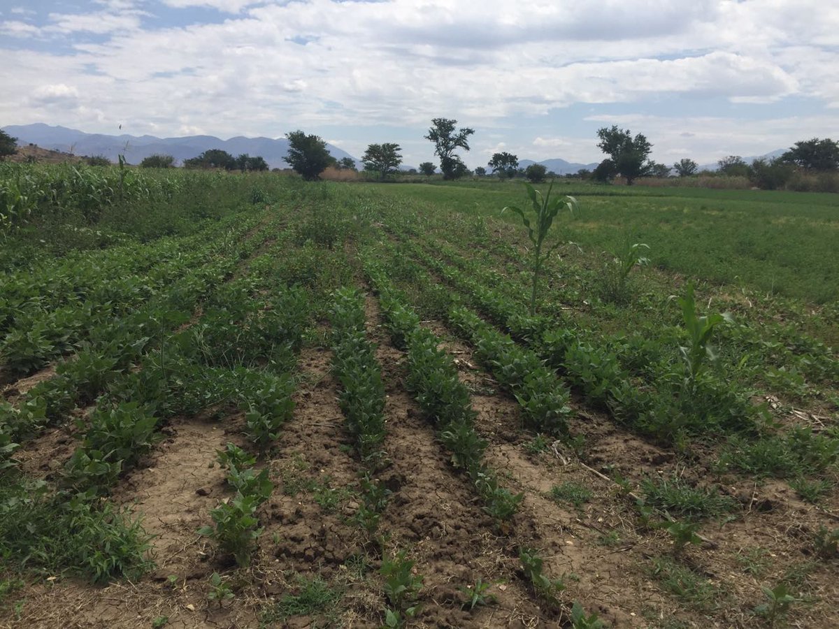 yashimvrc's tweet image. Áreas de Extensión #IBI cero labranza, rotación de cultivos y rastrojo del cultivo anterior como cobertura
#YoSiembroAC #HubPSur #VallesCentrales #Zimatlán #Oaxaca