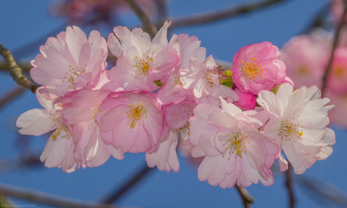 De Japanse kers is aardig aan het uitlopen,morgen of zondag zal de boom vol hangen met verse bloesem.Eindelijk breekt de lente aan ...