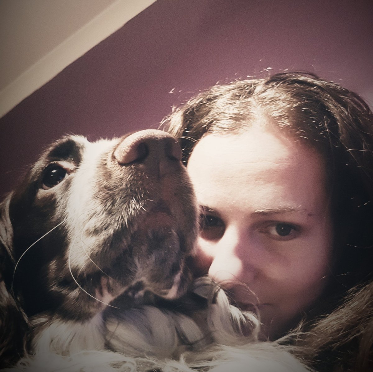 SelStudentNurse's tweet photo. Nothing can match a cuddle from your dog. #springerspaniel #Spaniels #dogsoftwitter https://t.co/DQWOAQSW4O