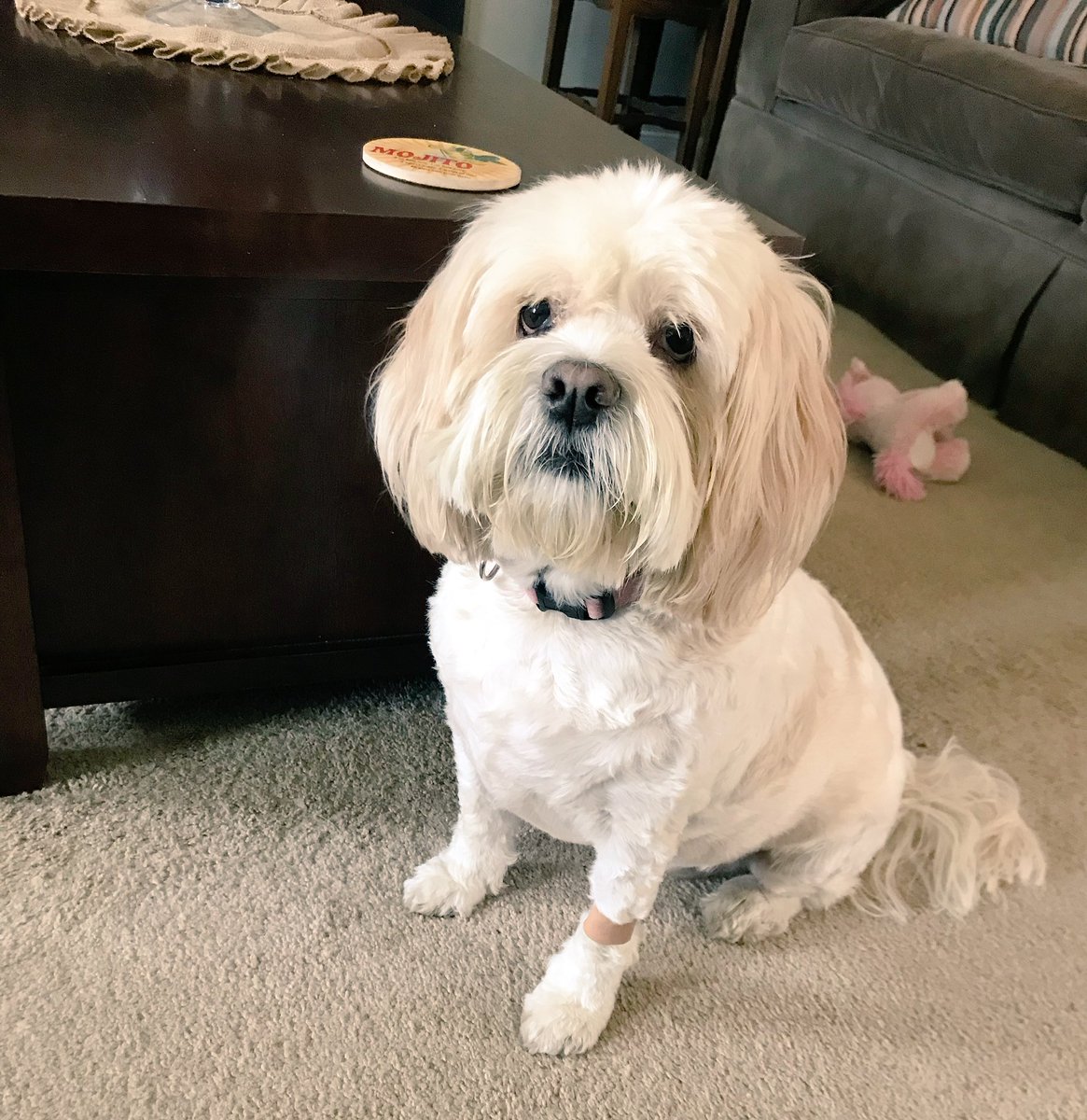 SuzannaKThomas's tweet photo. Spring Breakin’ @ home perk-time with the girl! #peytonpic #spoiledfurkid #wannatakehertowork https://t.co/I0QciTF6qG