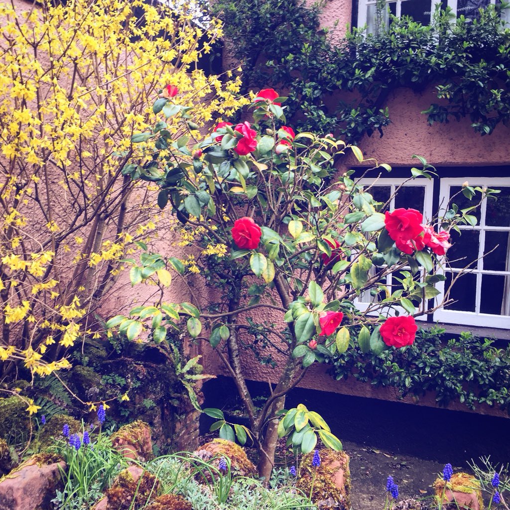 cottage_blogger's tweet image. Spring is here #SpringInDevon #Spring #CottageGarden #Cottage #Garden @Devon_Hour @DevonLife @devon