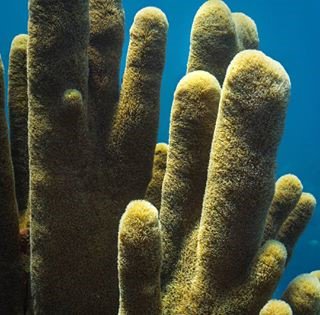#FBF to <a href="/RunningWildM/">Running Wild Media</a>'s shot of the coral reefs in Honduras. How are you helping to conserve and preserve our marine life? #conservationthrougheducation