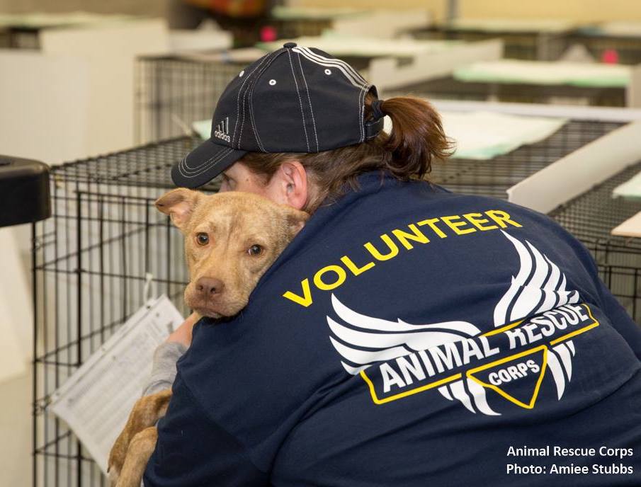 ARCorps's tweet photo. VOLUNTEERS NEEDED (18+ years of age) through April 15 at the ARC Rescue Operation Center in LEBANON TENNESSEE.

Please email volunteer@animalrescuecorps.org. In the email please include the days and shifts you are available. The shifts are 9am-1pm and 1pm-5pm daily. Thank you! https://t.co/dtnmMhD1UY