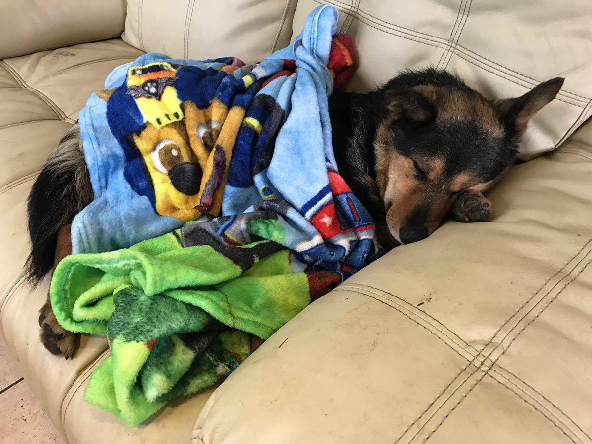 Dogs4Rescue's tweet photo. Tarka is back home safe and sound! Thank you so much to everyone who has helped, called and shared for us, we've received some overwhelming support and it means the world! These have been a hard few weeks but now to celebrate #dogs #missingdogs #rescuedogs #manchester #grateful https://t.co/YgxjQUh4j4