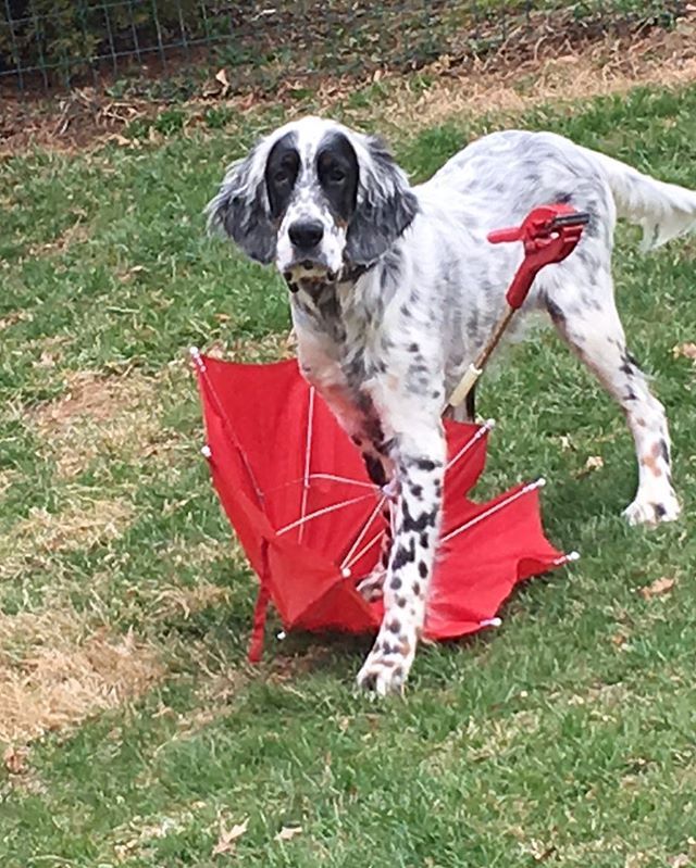 MAD_Performance's tweet photo. 5-month old curious Toby #TickTockToby #decoverlykennels #decoverlys #englishsetters #englishsetterscute https://t.co/Um774JapIG 5-month old curious Toby #TickTockToby #decoverlykennels #decoverlys #englishsetters #englishsetterscute 5-month old curious Toby #TickTockToby #deco… https://t.co/FRX7uM1TIn