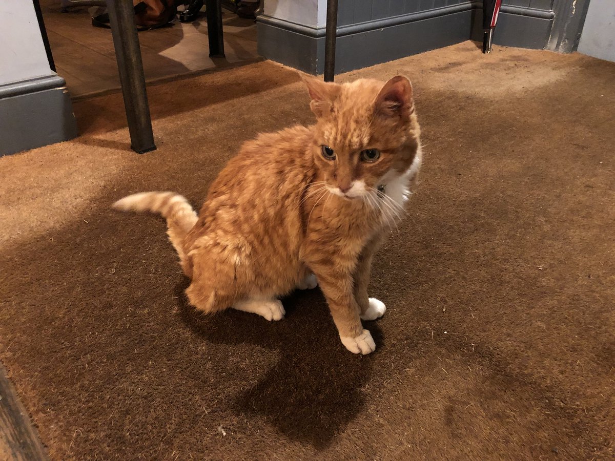 biggy_tiny's tweet photo. Met this friendly old chap called Charlie (age 17) @JollyPostboysOx apparently loves roast dinners (and they do a great one). Amenable to fuss and mini boops. Nice slinking style. 12/10 would hang out with again @thecatreviewer https://t.co/WPvElzVp3r