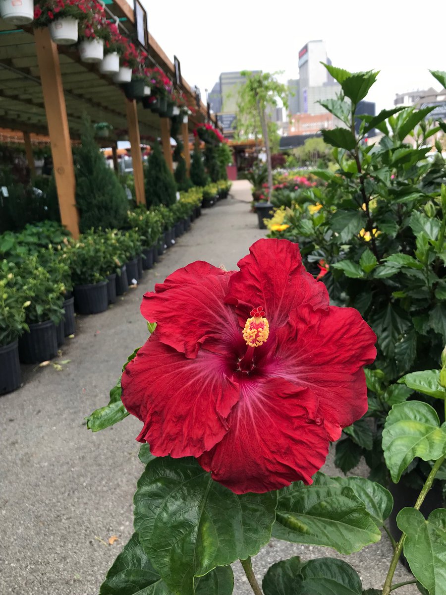 MRuib1's tweet photo. #hibiscus #ruibals https://t.co/mI2ofYdnEm