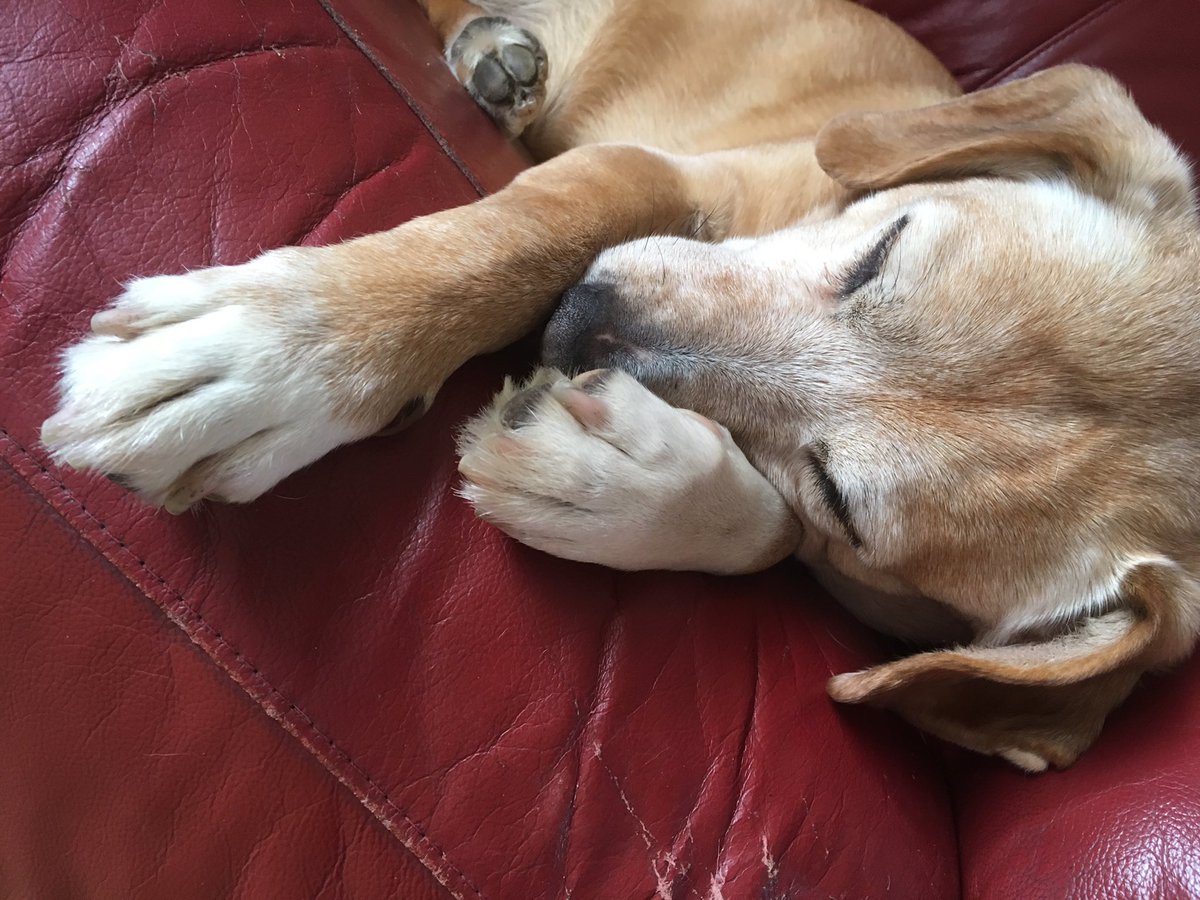 natsmith101098's tweet photo. Look at this baby boy 💚 #goodboy #doggo https://t.co/t9JY8OLeWs