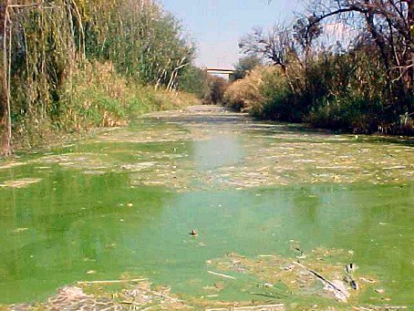 akaya_co's tweet image. Usually “seeing red” is a bad thing &amp;amp; “green” connotes good things.
Here’s a case where we can save you quite a few greenbacks while eliminating the green mats. The pumps won’t clog and you’ll see a beautiful sea of red!
#algaeprevention apply now
@MassCranberries @WisCranberries