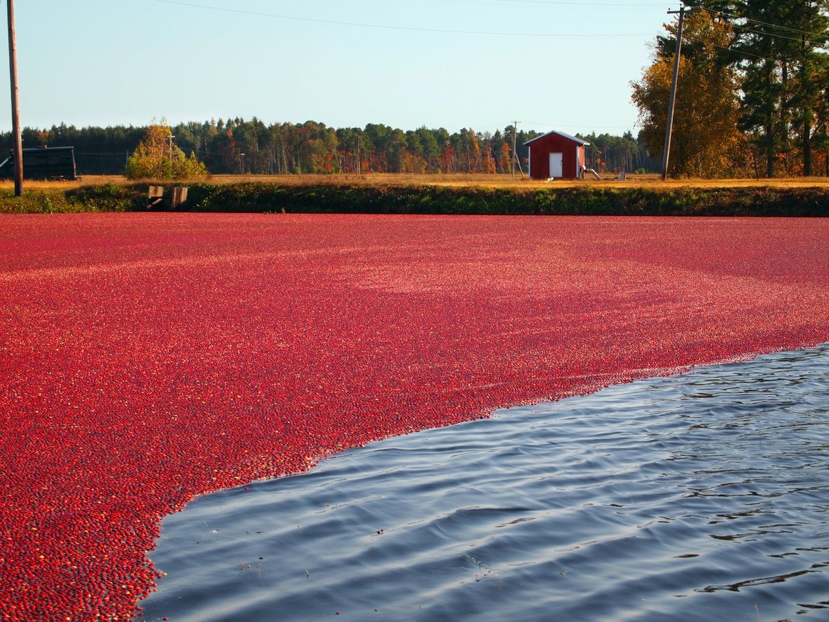 akaya_co's tweet image. Usually “seeing red” is a bad thing &amp;amp; “green” connotes good things.
Here’s a case where we can save you quite a few greenbacks while eliminating the green mats. The pumps won’t clog and you’ll see a beautiful sea of red!
#algaeprevention apply now
@MassCranberries @WisCranberries