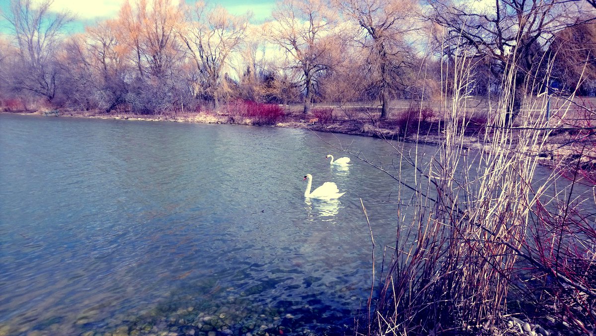 MarandaDearest's tweet image. Melancholy &amp;amp; fatigue, but I had my first Springtime glimpse of swans yesterday, &amp;amp; wandered along the edge of the lake with a cup of black coffee. I finished reading two wonderful books on long transit rides, &amp;amp; found crocuses &amp;amp; snowdrops in bloom. #citymagic