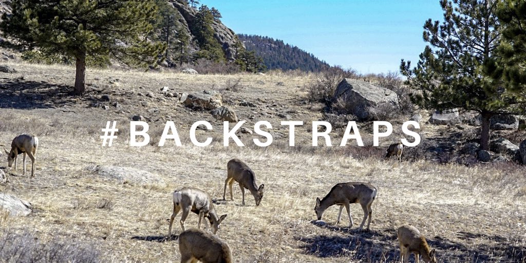 Do you take a doe or wait for your buck? We know what we’d do... “Back straps, it’s what’s for dinner.” 

#hunting #deer #deerhunting #muledeer  #muledeerhunting #westernhunting #whitetaildeer#bowhunting #archery #huntinglife #backstraps #dinner