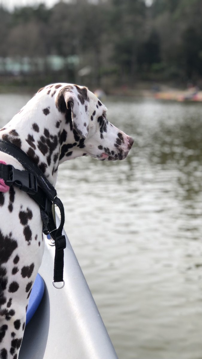 MissDonnaCross's tweet photo. Boating with #pippathedalmatian https://t.co/omBzH1uetA
