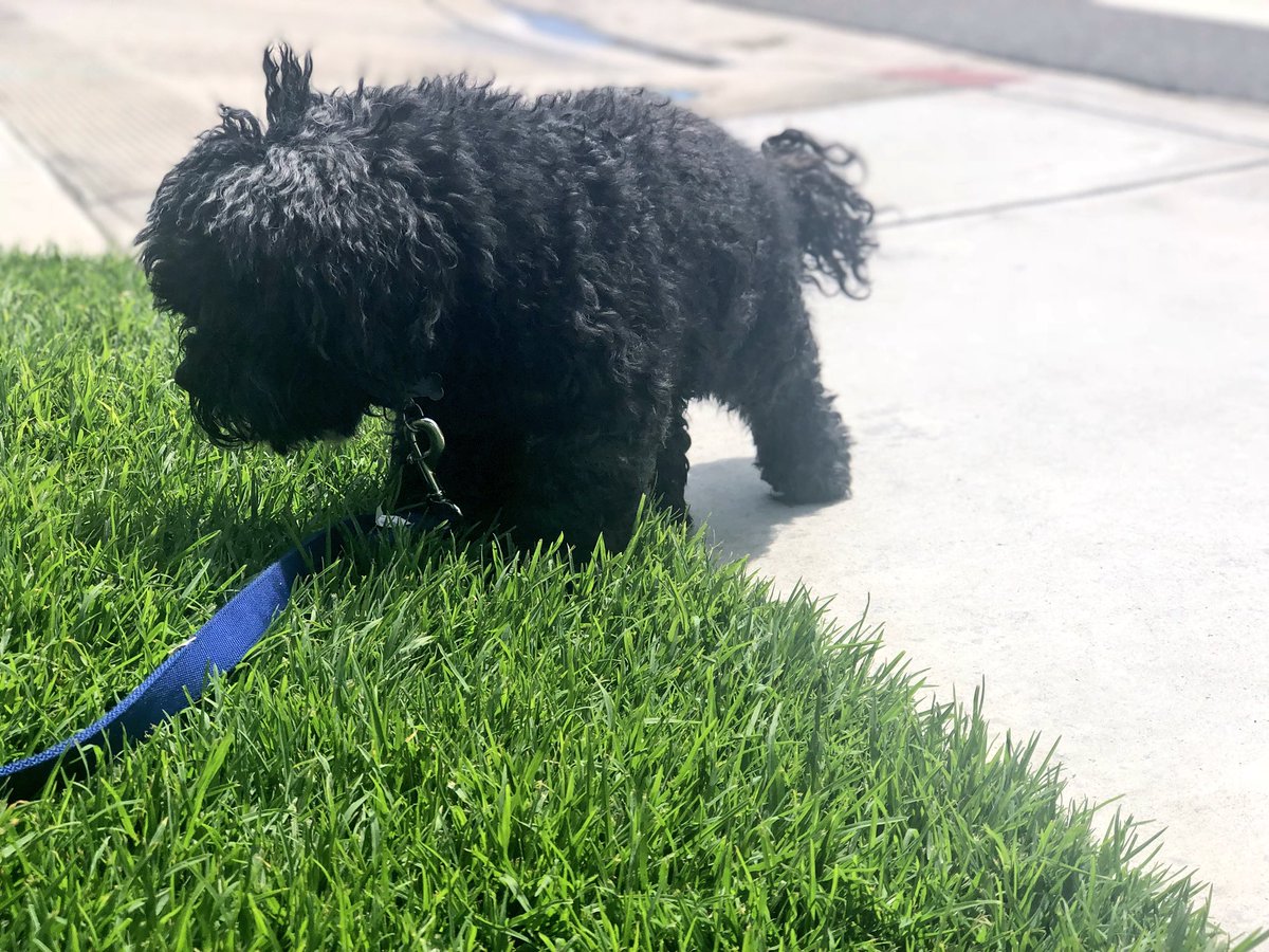 GinaGrad's tweet photo. The greatest love story ever told...
#GeriatricPets #FinalChapter #EternalLove #Family #MyBaby https://t.co/6t7cawA6k6