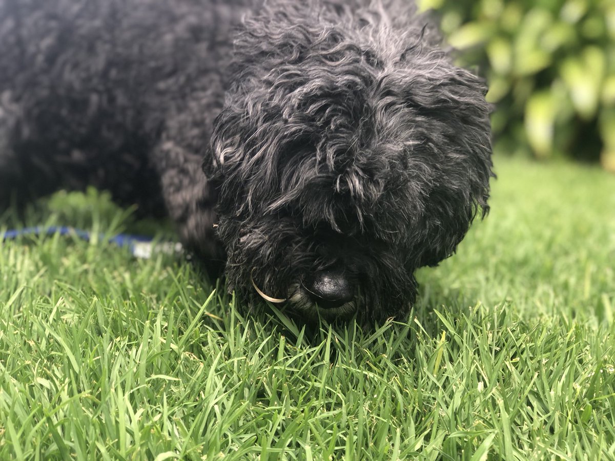 GinaGrad's tweet photo. The greatest love story ever told...
#GeriatricPets #FinalChapter #EternalLove #Family #MyBaby https://t.co/6t7cawA6k6