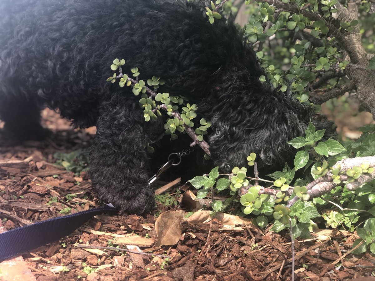 GinaGrad's tweet photo. The greatest love story ever told...
#GeriatricPets #FinalChapter #EternalLove #Family #MyBaby https://t.co/6t7cawA6k6