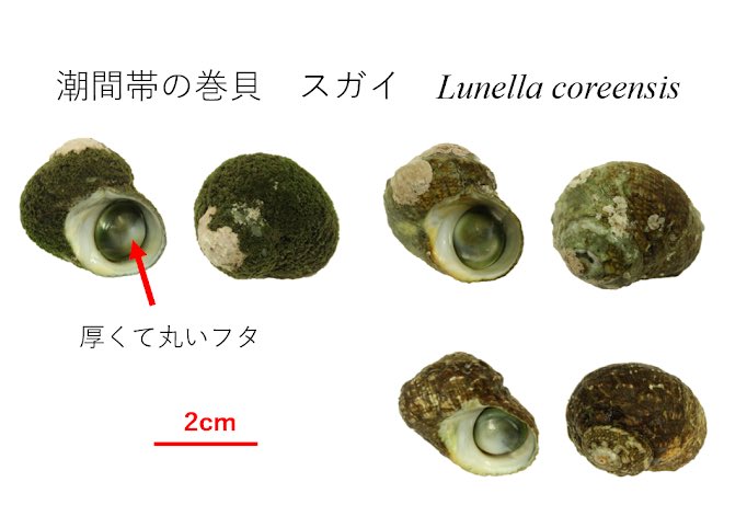 ট ইট র スガイ カイゴロモ全国調査 スガイは日本の潮間帯で一般的に見られる巻貝です 磯から干潟まで多様な環境にいます スガイかと思ったら 丸い蓋を確認してください サザエのような蓋が特徴的です 砂地では干潮時に潜に潜ることも知られています