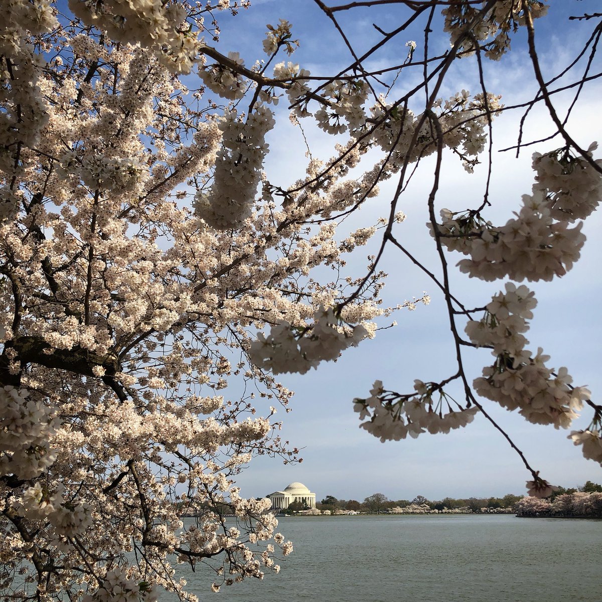 ArtNstuff's tweet photo. Spent a beautiful day along the water with tons of others squeezing in the beauty dressed in pink today at the #cherryblossoms🌸 #DC #AcreativeDC #overstimulatedart https://t.co/3MqxYmzdn1