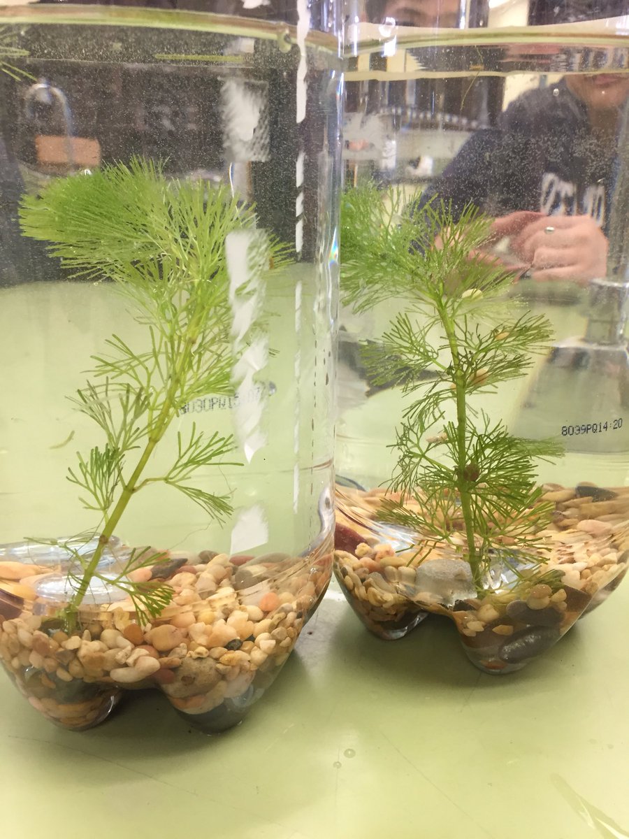 HannahA089's tweet photo. Finally got to build ecosystems this week designed by grade 9 science classes, it was so much fun! #sustainableecosystems #scienceisfun @colonelbyss https://t.co/FwTmphcLTv