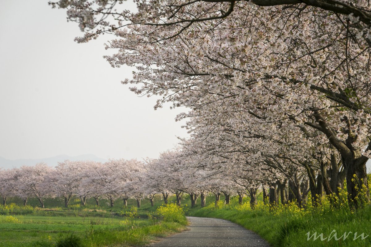 素晴らしい桜の絶景がいろいろ集まった Tcc桜ツイート にため息が漏れる Togetter 素晴らしい桜の絶景がいろいろ集まった Tcc桜ツイート にため息が漏れる Togetter