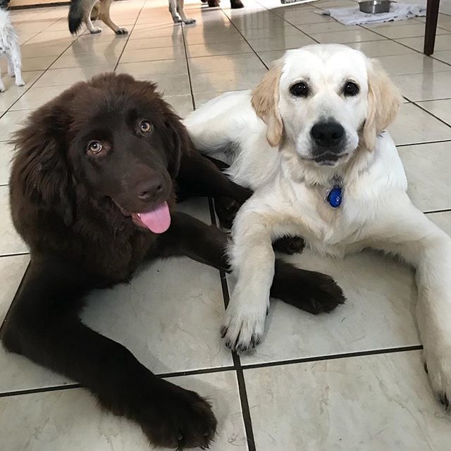 PetSitting2Dmax's tweet photo. Pups that play together stay together. #newfiedoodle #goldenretrieverpuppy #goldenretriever #puppies #dogsofinstagram #newfiedoodlesofinstagram #dogs #doggiedaycamp #campmax #puppyfriends #tiredpups https://t.co/svCGVUFJCQ https://t.co/QBPbnrdXxO