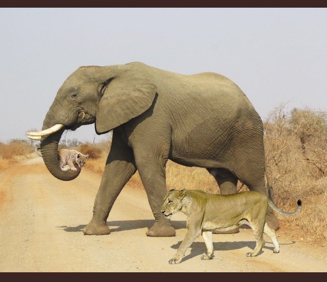 ObjectsOfArt's tweet photo. Walking into the weekend like... #FridayFeeling. Amazing picture sent to us from our friend @john_rendall_ ๐๐ฆโค๏ธ#christianthelion #lion #elephant #rocktheelephant #objectsofart https://t.co/B15KV2oPZw