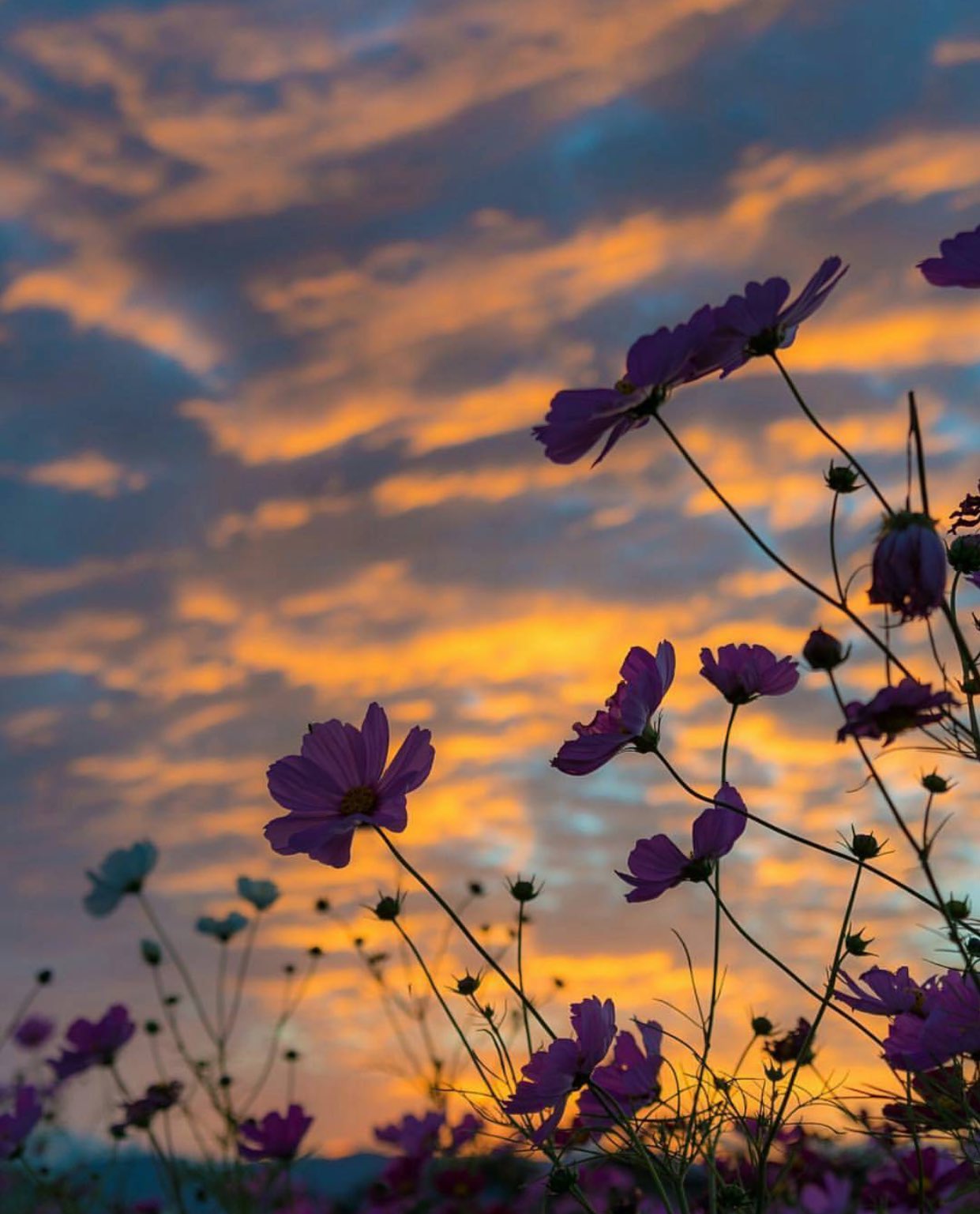 DaIhCP5W4AAI5EZ.jpg:large