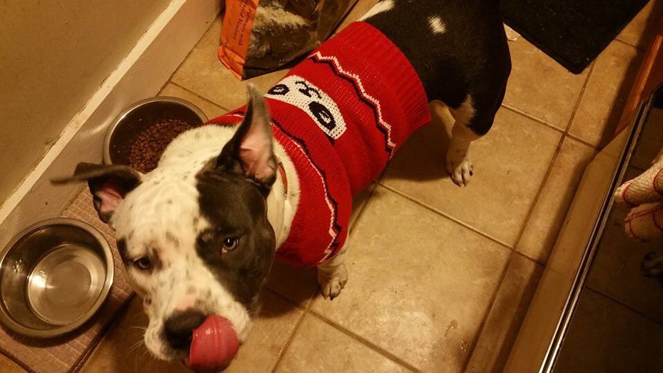 Pogonophiliac's tweet photo. @nicolebyer how do you like my red-sweatered babies? #SmokiePunkin๐ฑ #NuggetBugget๐ #BellaRedd๐ถ https://t.co/RwTP2BXb7X