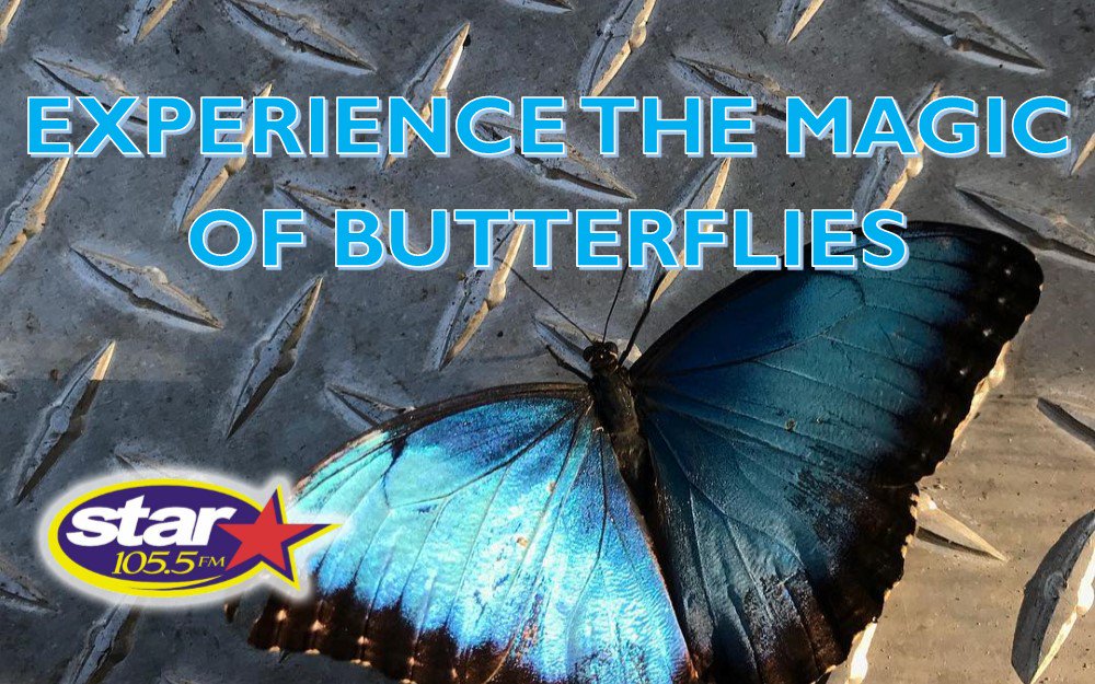 Star1055's tweet photo. Meet @radiojoecicero for some @rpdfun tmw! He'll have @goicehogs tix for you to win at #NicholasConservatory. It's the #Butterfly exhibit. Nice and warm inside there too. Details up at https://t.co/kXi16KWGVM. @tylercoxradio https://t.co/Hrt8CSGdwQ